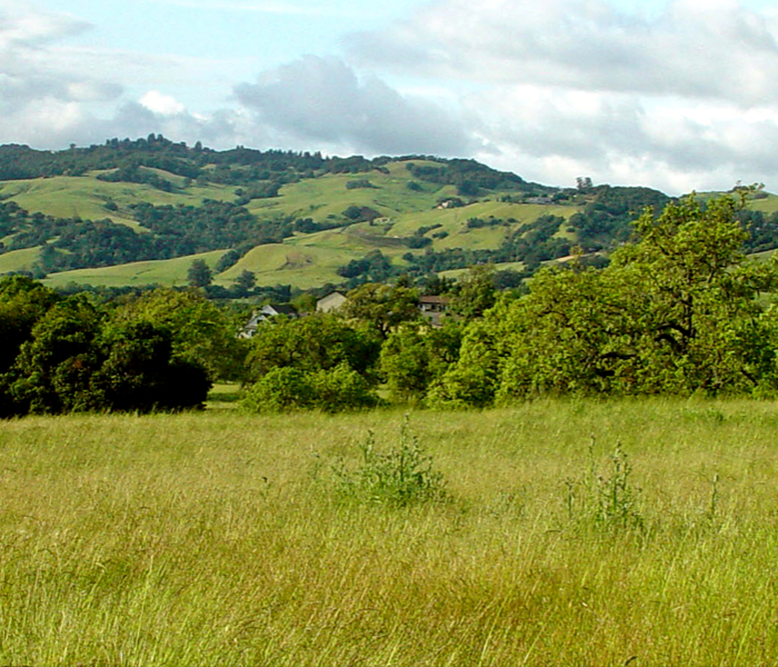 Grass, trees and hill
