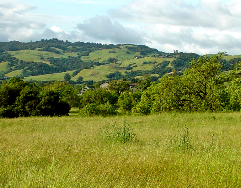 Grass, trees and hill